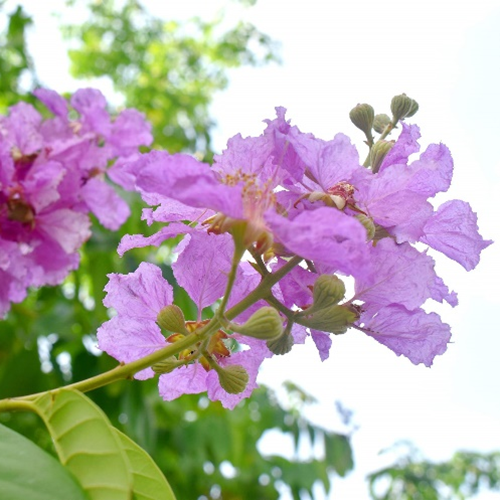 Banaba -Blatt -Extrakt Corosolsäure