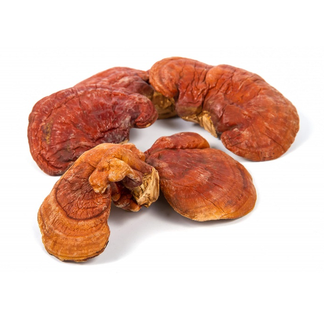 Chiết xuất bột nấm Reishi