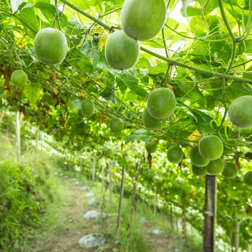 Nước ép cô đặc chiết xuất bột trái cây Monk