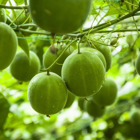 モンクフルーツエキスモグロシド