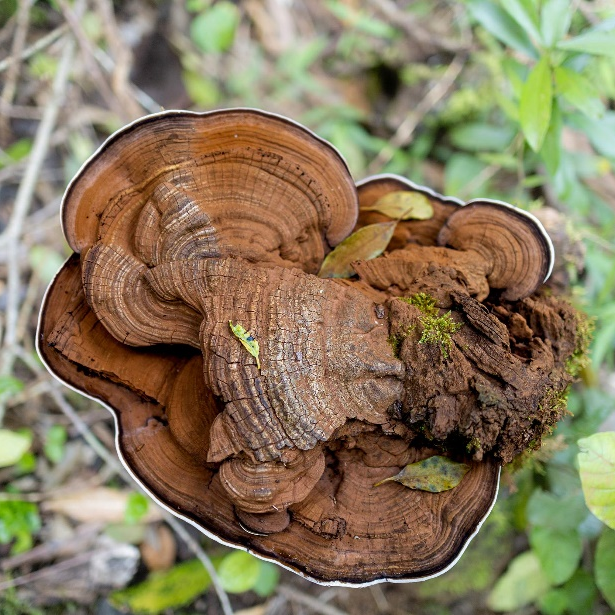 Coriolus Versicolor 분말 추출물