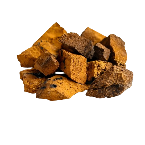 Polysacarit nấm Chaga