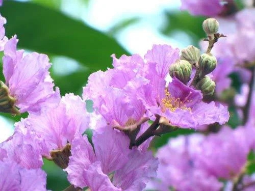 Ekstrakt z liści Banaba a inne składniki cukru we krwi: kt&oacute;ry jest najlepszym wyborem dla preparat&oacute;w B2B?