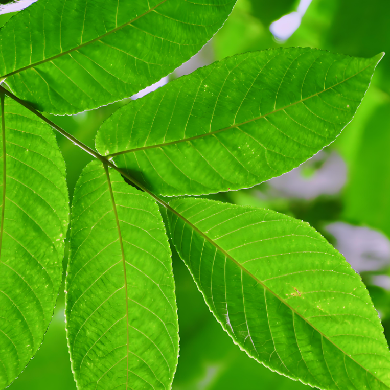 Schwarzwalnussblattpulver