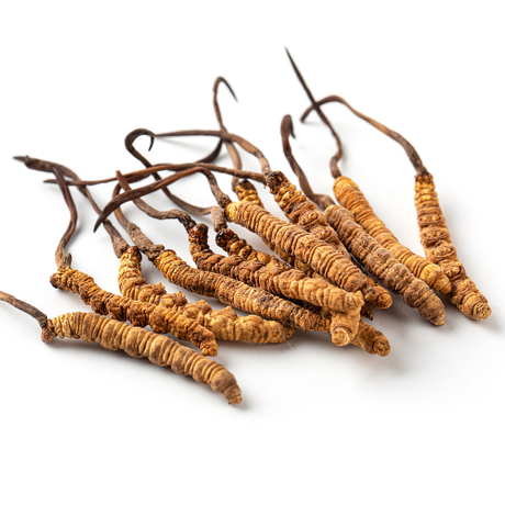 Polisaccaridi dell'estratto di Cordyceps