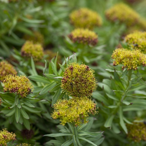 Chiết xuất bột rễ hoa hồng