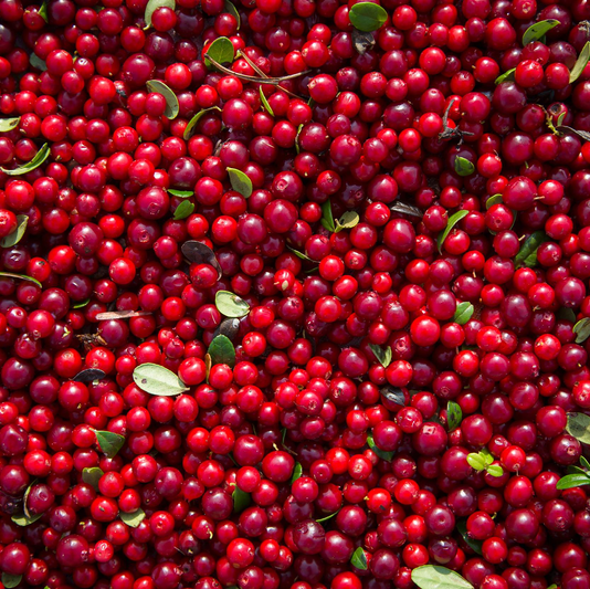 תמצית לינגונברי