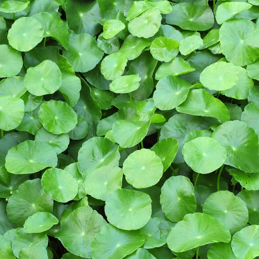 Centella Asiatica-extract / Hydrocotyle Asiatica-extract