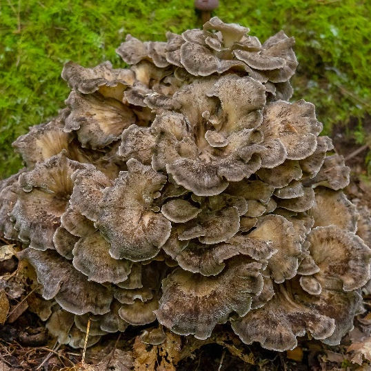 잎새버섯 분말 추출물