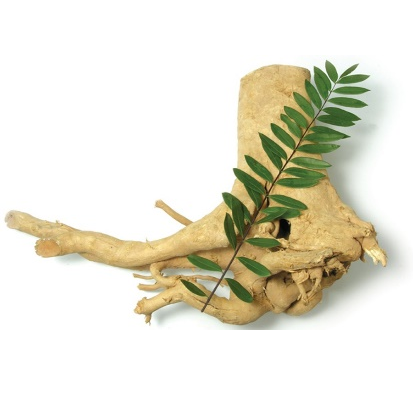 Ekstrakt w proszku Tongkat Ali 100:1 200:1