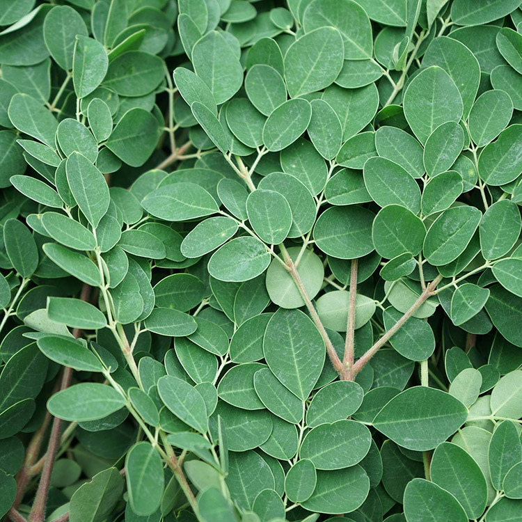 Chiết xuất lá Moringa