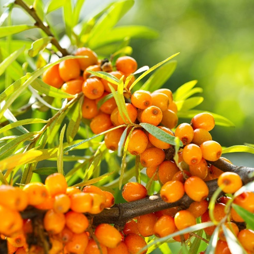 น้ำมันทะเล Buckthorn