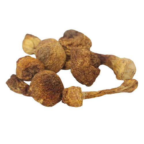 Polisaccaridi dell'Agaricus Blazei Murill