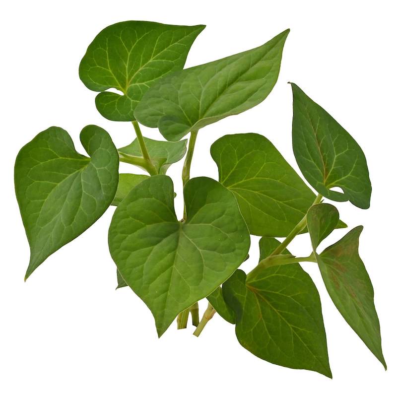 Herzblatt-Houttuynia-Extrakt