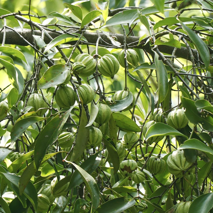 가르시니아 캄보지아 추출물