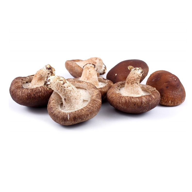 표고버섯 추출물 다당류