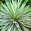 Ekstrak Yucca