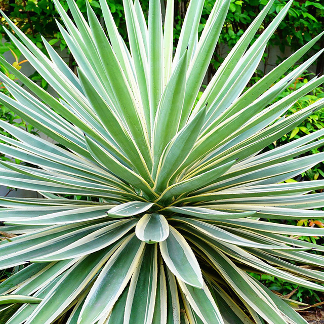 Ekstrak Yucca