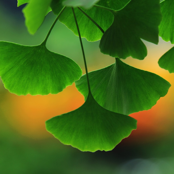 Ginkgo Biloba Extrakt