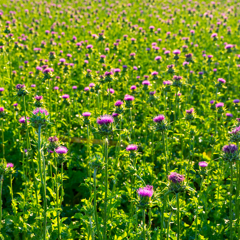 Chiết xuất c&acirc;y kế sữa