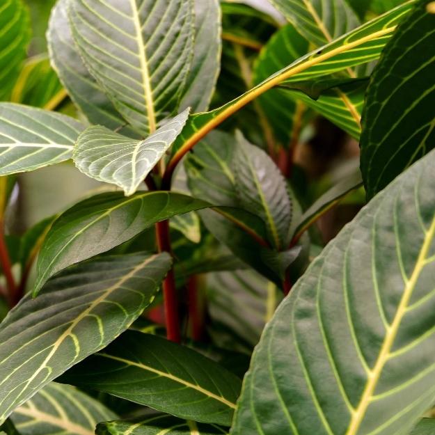 Estratto di Panax Notoginseng Folium