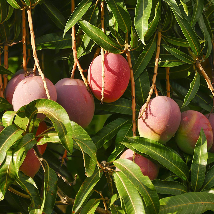 Chiết xuất lá xoài