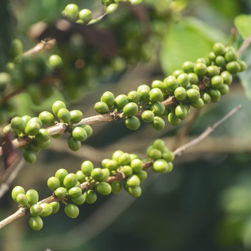 Chlorogeenzuur van groene koffiebonen