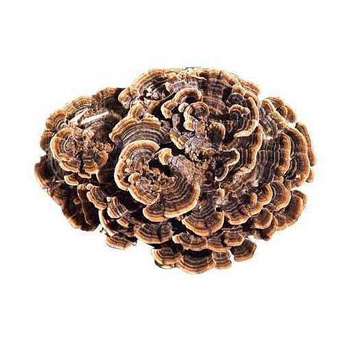 Polisaccaridi dell'estratto di Coriolus Versicolor