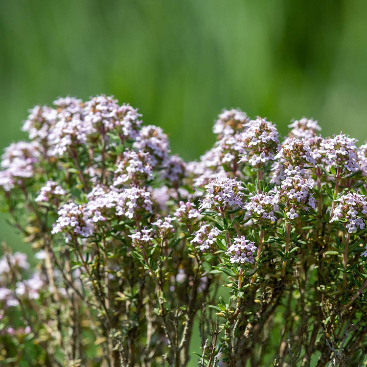 Estratto di valeriana