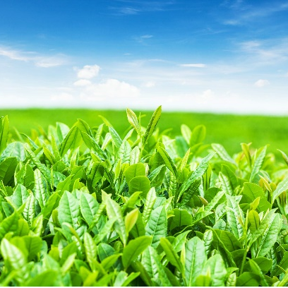 Katechiny zielonej herbaty EGCg