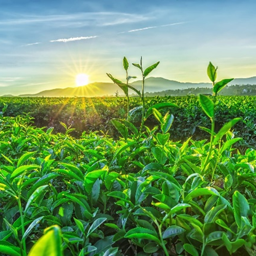 녹차 L- 테아닌 60%