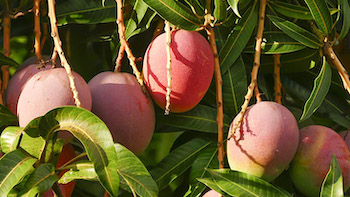 Producent ekstraktu z liści mango