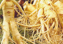 Najlepsi producenci ekstraktu z korzenia żeń-szenia w USA