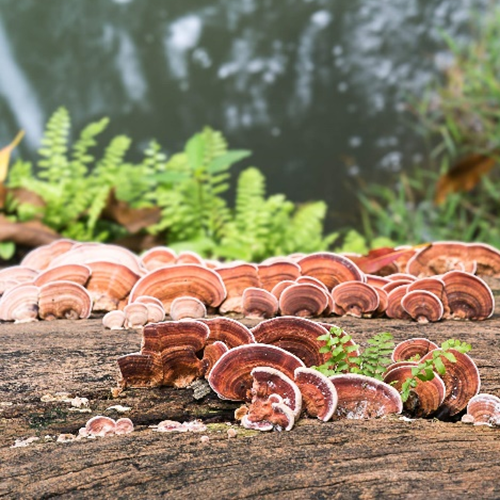 Polysacarit nấm linh chi