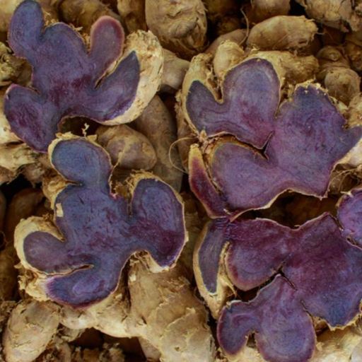 Zwarte gemberextract