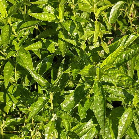 Andrografolida