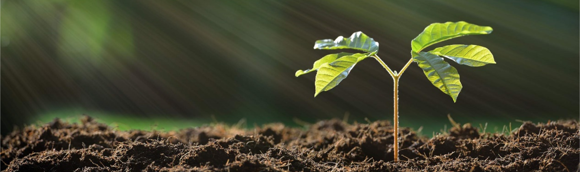 허브 추출물 공장