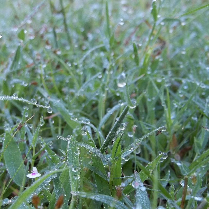 Cyanotis Arachnoides Extract Ecdysteron