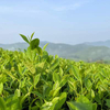 Chiết xuất bột tr&agrave; xanh