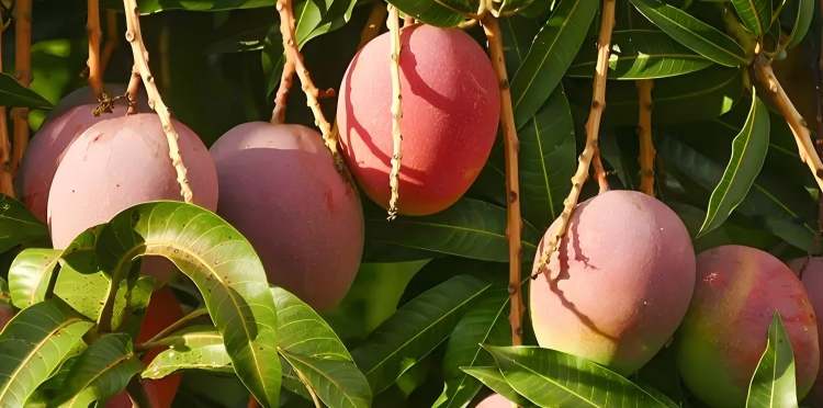 สารสกัดจากใบมะม่วงสำหรับโรคอัลไซเมอร์: ประโยชน์ที่เป็นไปได้สำหรับการทำงานทางปัญญาในผู้สูงอายุ